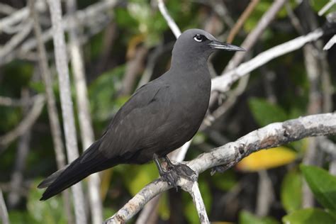 This beautiful country is a paradise everywhere you look at it. Tiere auf Galapagos | Galapagos & Ecuador Reisen ...