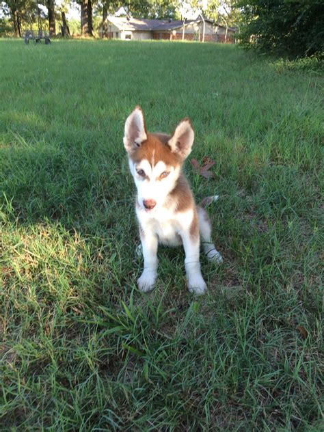 Below you will find a list of husky breeders located in colorado. Siberian Husky Puppies For Sale | Hot Springs, AR #306802