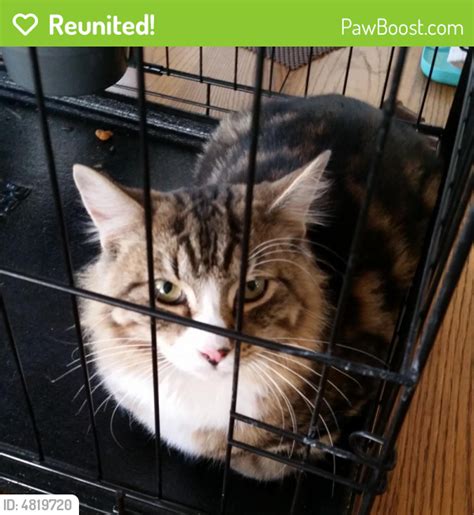 Click here to learn more. Reunited Male Cat in Riverside, CA 92503 (ID: 4819720 ...