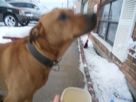 Its own cozy atmosphere makes you feel home. Humane Society Belleville Area 1301 S 11th St, Belleville ...
