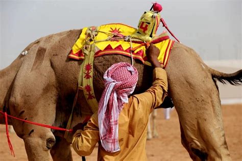 Camel carriage ride visit dubai royal camel racing club to experience the exclusive feature camel car! Дромадром Аль Мармум, Дубай