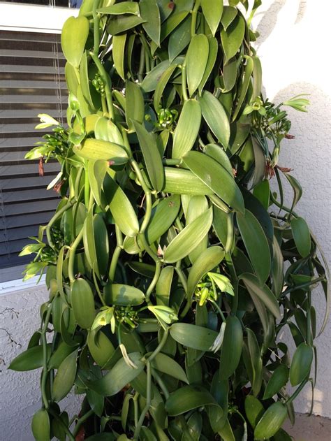 When your orchid flowers, if you do decide to try for fruits, use a toothpick or bamboo skewer to. Vanilla Orchid in bloom. Rare sight. Flowers only bloom ...