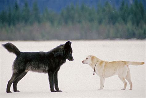 ク dvd tvゲーム pcソフト パソコン・周辺機器 家電&カメ. 「野生のオオカミと犬が見つめ合っている…」神秘的な写真だ ...