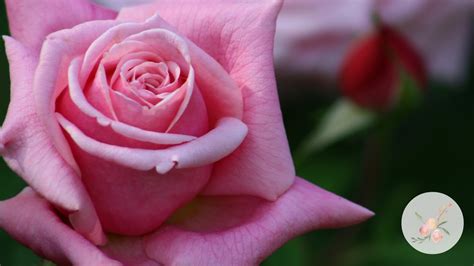 Bees, butterflies, animals, and wind. 'Paul Neyron' Roses Growing Flowers Cut Flower Farm ...