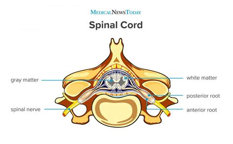 Cross section of a bone diagram : Spinal cord: Anatomy, functions, and injuries