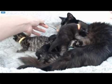 How often do kittens feed? Tiny Kittens Morning visit bottle feeding - YouTube