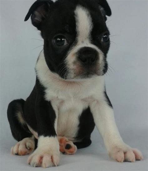 Boston terriers are our passion and health and character our main interest. Boston Terrier Puppies For Sale | Salt Lake City, UT #285255