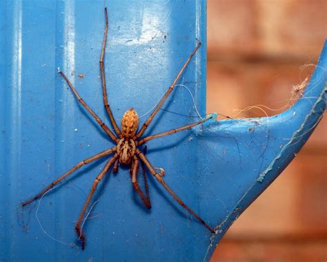 Place the halibut, shrimp and scallops in a large resealable plastic bag; Species: Tegenaria sp. Credit: John Bartholomew | House ...