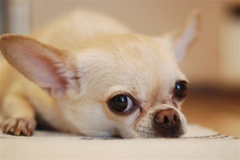 Chihuahuas are a fairly low shedding breed. Chihuahua Long Hair - 5 Chihuahua Fun And Fascinating Facts.