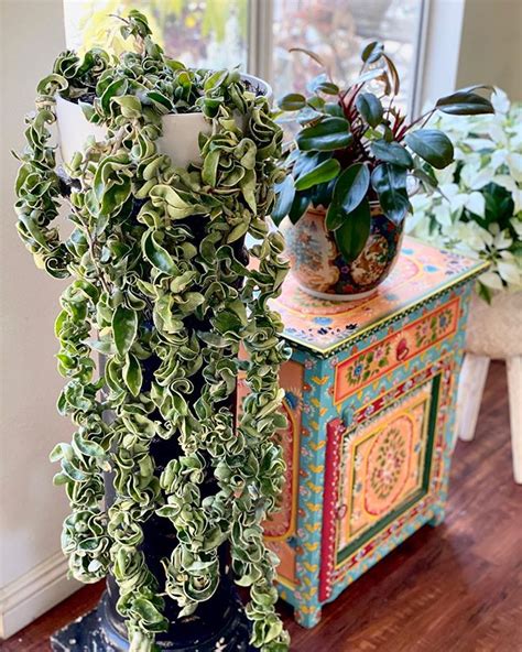 3 vendors have this plant for sale. 8 yr. old Variegated Hoya Carnosa Compacta in 2020 ...