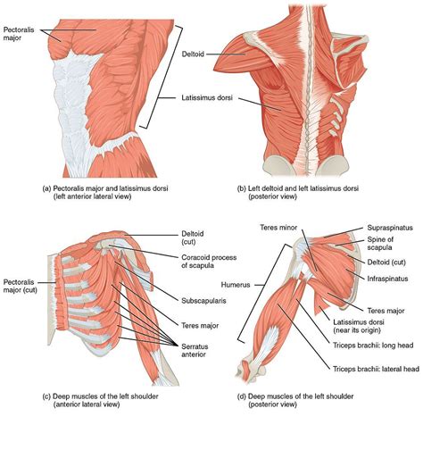 The other, lesser known shoulder muscles include four small muscles that make up the rotator cuff. Yoga Blog | Shoulder muscle anatomy, Upper limb anatomy ...