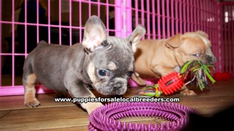 French bulldog information including personality, history, grooming, pictures, videos, and the akc breed standard. Blue French Bulldog Puppies For Sale Georgia at ...