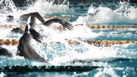 United states swimmers cheer on teammates during swimming competitions at the 2020 summer olympics. Olympics Swimming GIF - Find & Share on GIPHY