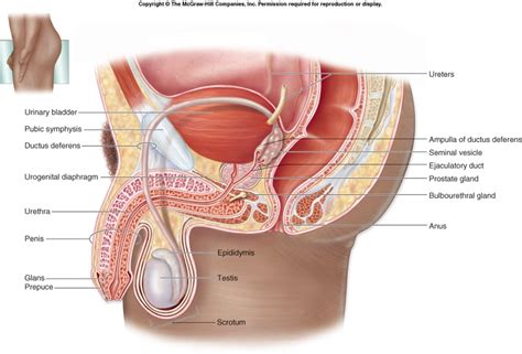 Other pelvic muscles, such as the psoas major and iliacus, serve as flexors. Kegel Pelvic Floor Exercise for Men | Connective Tissue ...