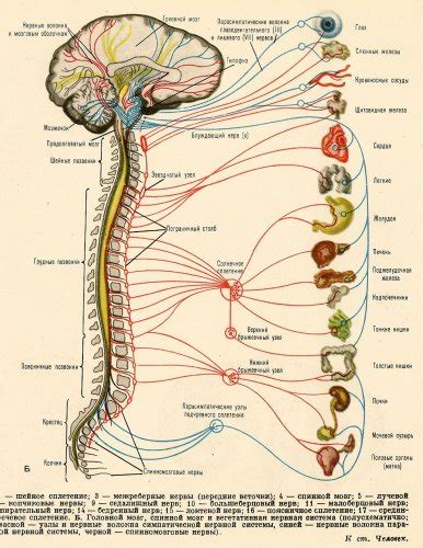 The central nervous system and the peripheral nervous system. Raise high the roofbeam, Carpenters!: The Arm That Wasn't ...