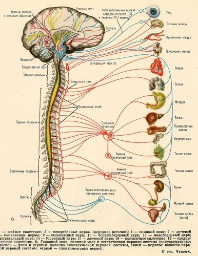 There are two types of nerve fibres associated with the pns; Raise high the roofbeam, Carpenters!: The Arm That Wasn't ...