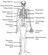 Setiap bagian tubuhnya saling berhubungan dengan bagian tubuh lainnya. 301 Moved Permanently