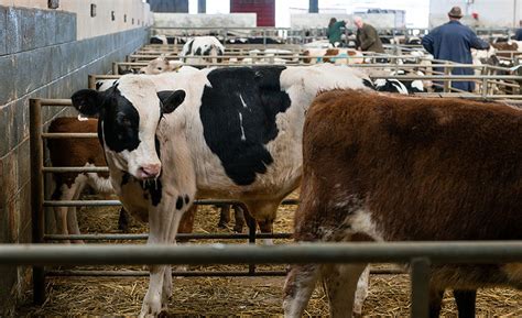 The five needs of animal welfare. Animal welfare: teachable moments of 2015 | 2016-04-15 ...