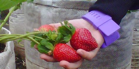 Siapa kata kundasang tak ada rose garden ? Wisata Bandung Kebun Strawberry - Tempat Wisata Indonesia