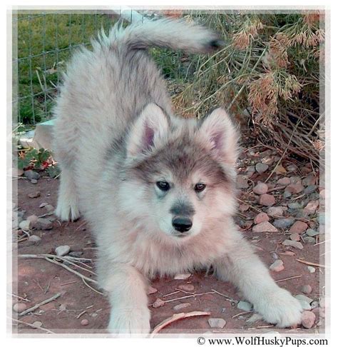 All pups are akc , shots to date, vet checked, microchipped and come with a health guarantee. Giant Alaskan Malamute x Timber Wolf - beautiful Wolamute ...