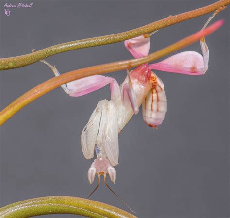 The babay nymphs are red and black and they have been called. Hymenopus coronatus (Orchid Mantis) - The Praying Mantis