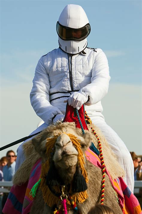 Artifacts from ancient iran indicate that only the bactrian camel was part of the native fauna of greater iran, though it was probably not numerous. Camel Racing In England | The Jeremy Nicholl Archive