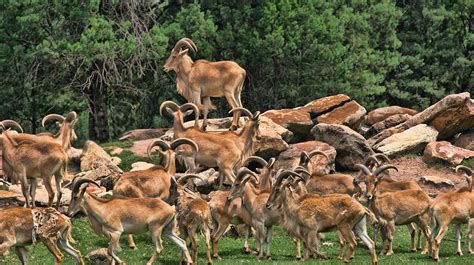 Maybe you would like to learn more about one of these? TMB Hunting Ranch | Stocked hunting in Sonora, Texas