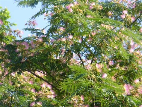 Formosa (province), a province in the chaco region of argentina. Crickett's Cache: Mimosa or Formosa? That is the question!