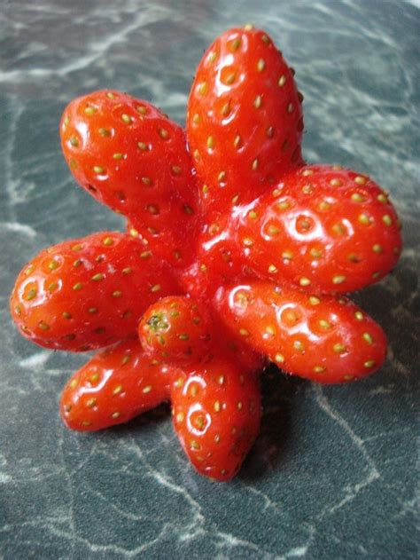 A bounty of unusual, colorful, flavorful produce—beyond the ordinary bananas, peas, and carrots—awaits your discovery. 20 Funny Fruits And Vegetables Looking Exactly Like ...