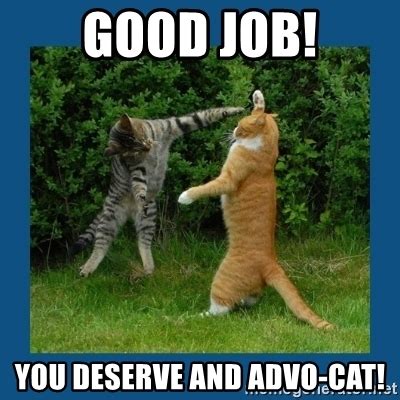 Check them at your own risk! Good Job! You deserve and ADvo-Cat! - High Five Cats | Meme Generator