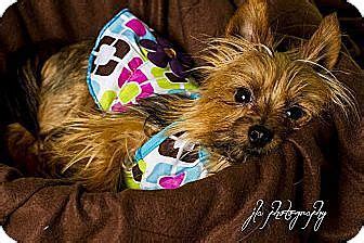 Baton rouge hotels with free parking. Baton Rouge, LA - Yorkie, Yorkshire Terrier. Meet Desiree ...