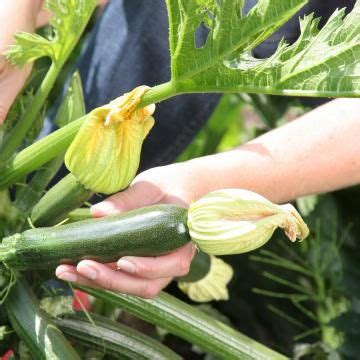 Sobald sich die erntezeit nähert, kann der hobbygärtner bereits nach den ersten reifen. Zucchini: Tricks für eine reiche Ernte | Zucchini, Früchte ...