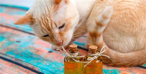 Know the potential causes, symptoms and treatment of this strange cat disorder. 5 Best CBD Hemp Oil for Cats 2020 - Anxiety Dosage