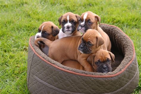 The state was sued in 1997 for its motto being a violation of the first amendment. Very loved, KC reg Boxer puppies for sale | Horsham, West ...