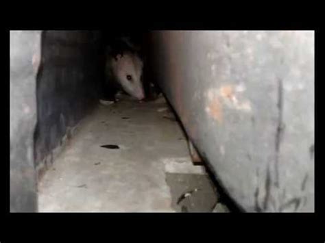 If you are hearing noises in the roof or in the wall, you may think its #possum or a #rat in the house. Possum in Wall - YouTube