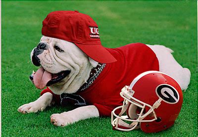 Mike VI/Best College Mascots - A Hot Mama The most comprehensive coverage of ramblinwreck football on the web with highlights, scores, game summaries, and rosters.