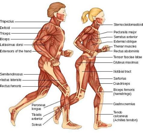 Structure of the female breast. How To Memorize Origins And Insertions | Body muscle ...