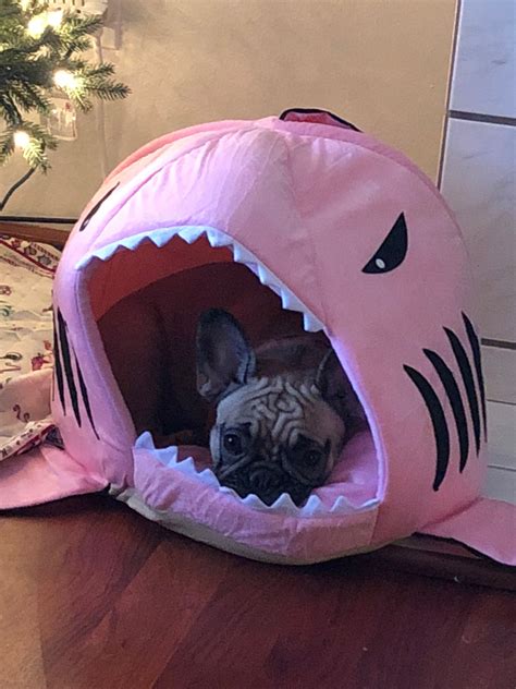 See our curated collections of gear sourced specifically for your frenchie, and their awesome human owners! French Bulldog Chloe sitting in her new pink shark bed ...