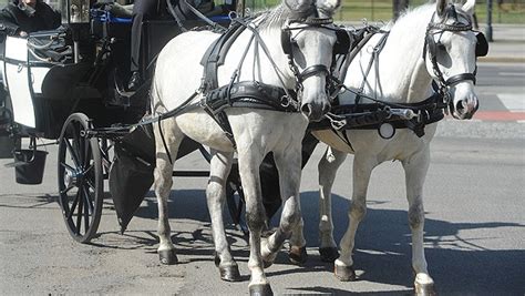 Ein fiakerpferd brach zusammen und konnte nicht mehr aufstehen. Fiakerpferd kollabiert: WTV fordert Konsequenzen | krone.at