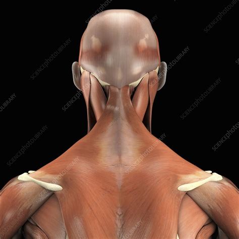 The sections below will cover these elements in more detail. The Muscles of the Upper Back, artwork - Stock Image ...