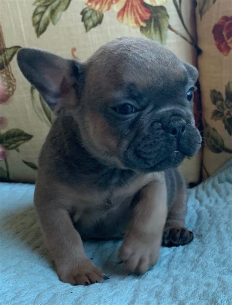 Blue Male French Bulldog: Pace-SOLD - The French Bulldog