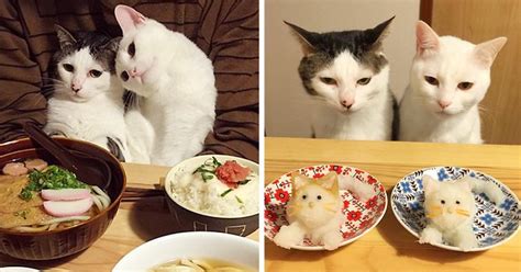 Believe it or not, cats are often bored just like us humans, although they don't make it as obvious. Japanese Couple Captures Every Time Their Cats Watch Them ...
