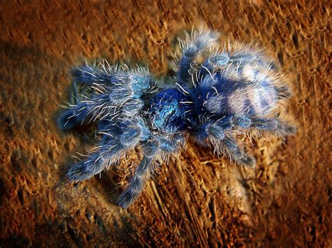 May 19, 2011 · the antilles pinktoe tarantula, also known as the martinique red tree spider or the martinique pinktoe is popular as a spider pet because of its docile character and unique coloration. tarantula | Tarantula, Beautiful creatures, Spider