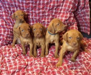 By only breeding vizslas and a select number of litters we can give the puppies and their owners the attention they deserve. Baby Vizsla Puppies » Purebred » AKC Registered.