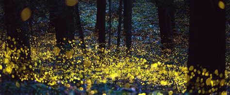 Una danza de luces se dispersa en 200 hectáreas de bosque. El Santuario de las Luciérnagas, un tesoro en Tlaxcala