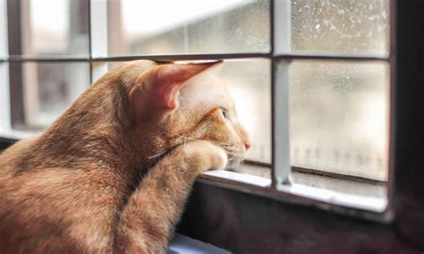 What is cat separation anxiety? 5 Tips To Help Your Cat With Separation Anxiety - The ...