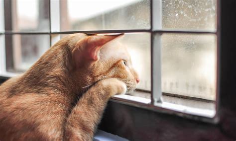 Provide another cat for him to associate with. 5 Tips To Help Your Cat With Separation Anxiety - The ...