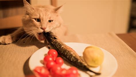 If they're refusing to eat unless you add salmon, then they just can't have *any* salmon. Can Cats Eat Fish Bones? Are Fish Bones Safe For Cats ...