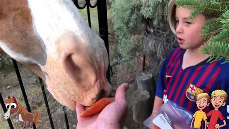 But this is actually not recommended as proper feeding for deer. Do Horses Eat Carrots? - YouTube