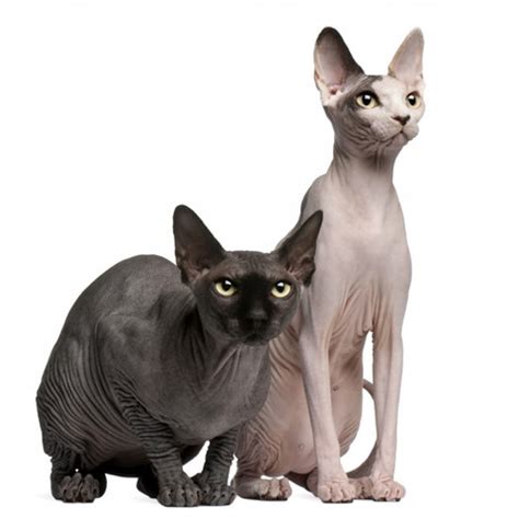 So soll es sich wohl um ein von der u.s. Sphynx Katze (Meinungen)? (Tiere, Rasse)